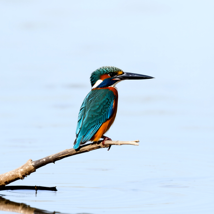 Kingfisher sitting on a branch in Brundall on the Norfolk Broads