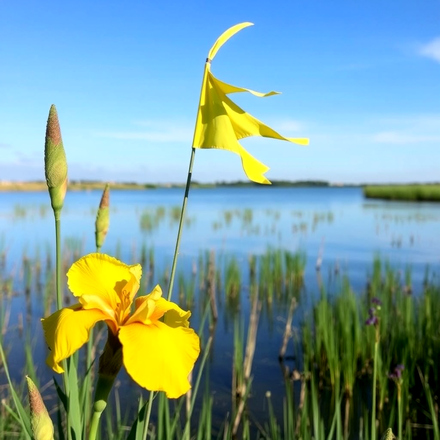 Yellow Flag Iris on the Norfolk Broads